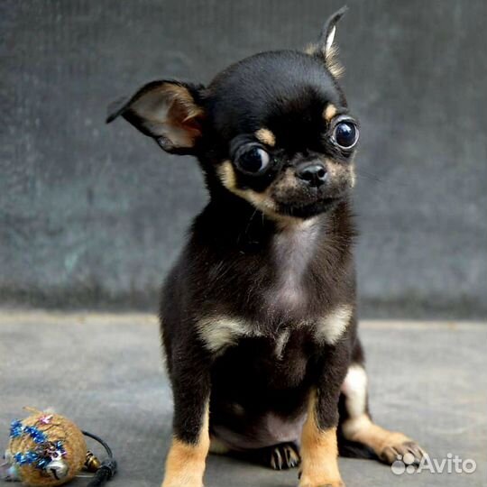 Чихуахуа мальчик