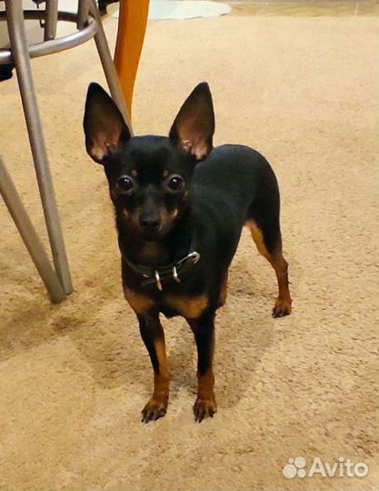 Вязка той терьер