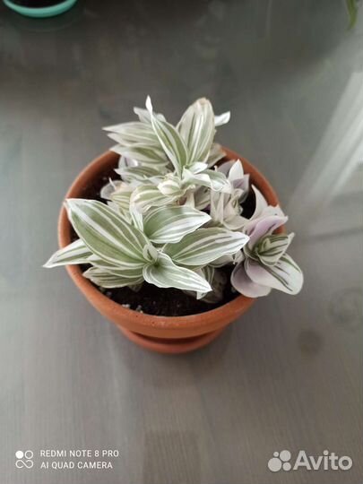 Традесканция, коллизия