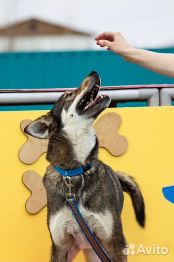 Монро Собака