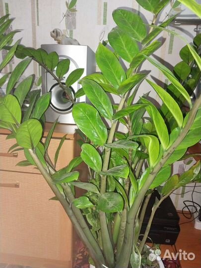 Долоровое дерево