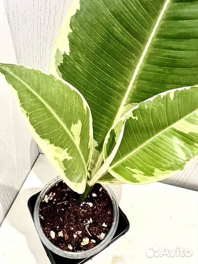 Фикус эластика тинеке