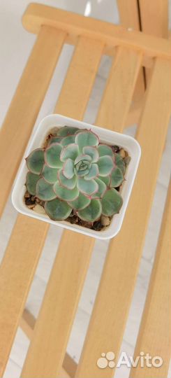 Суккулент Эхеверия shira