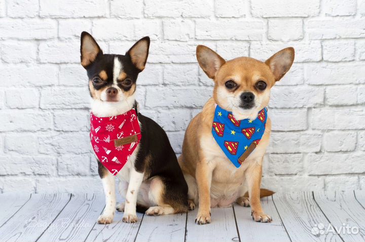 Ошейник для собак ручной работы