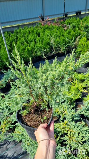 Можжевельник блю карпет