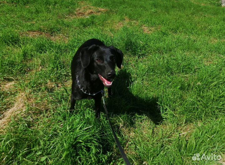 Собачка Лада