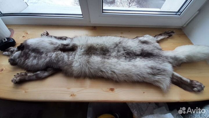 Шкура песца СССР