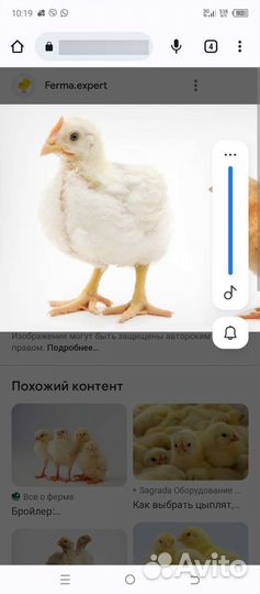 Цыплята бройлеры подрощенные