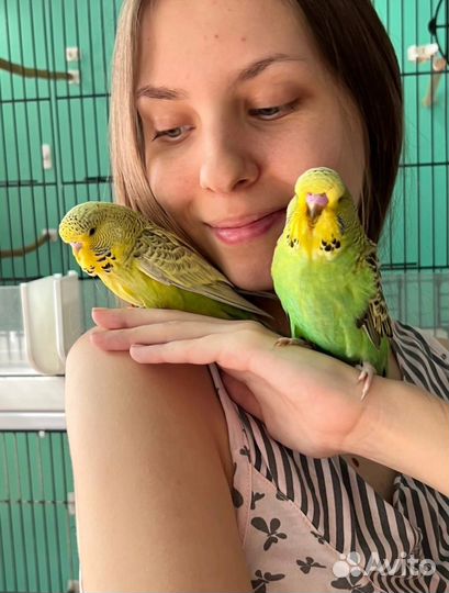 Волнистый попугай