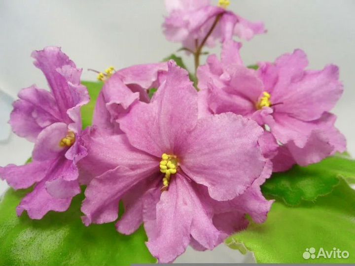 Фиалки сортовые