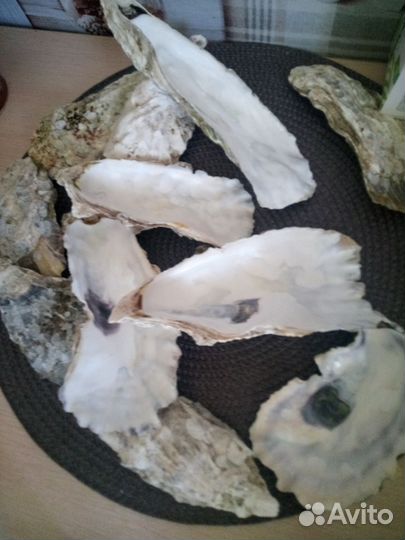 Устрицы створки раковины