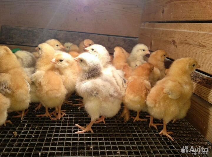 Цыплята редбро