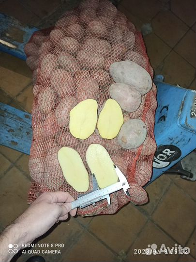 Продам картофель оптом