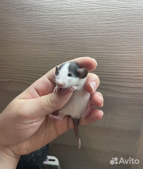 Крысята дамбо
