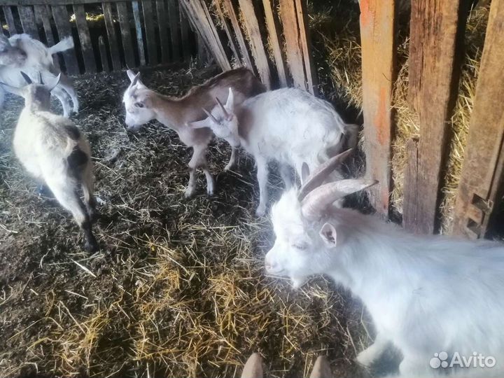 Козы, козлы, козлята