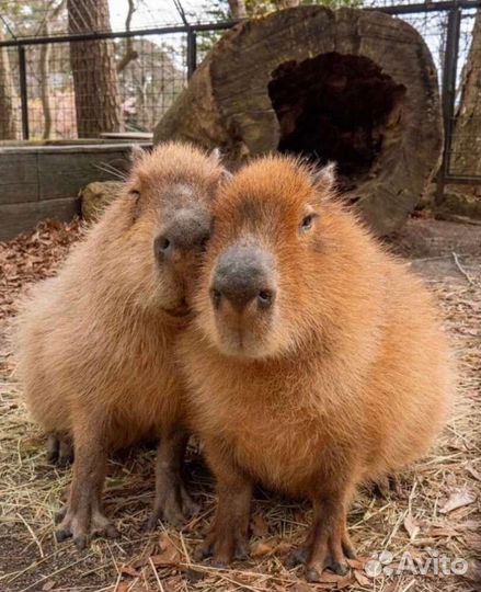 Logitech k380 запчасти