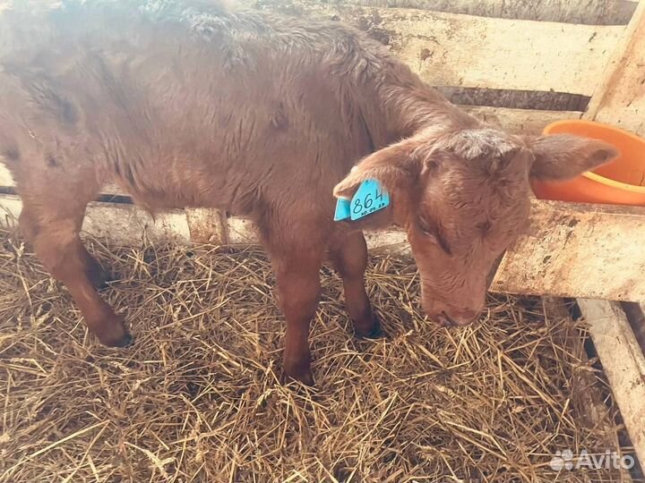 Телята телки бычки бесплатная доставка до двора