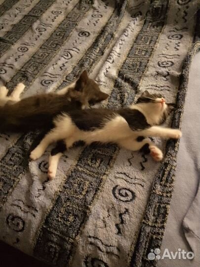 Котята ищут дом