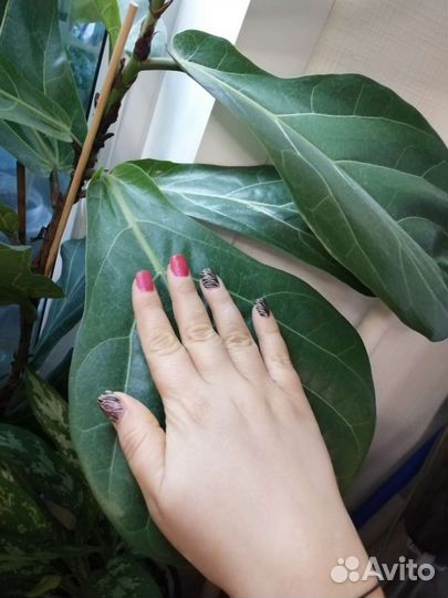 Фикус лирата большой