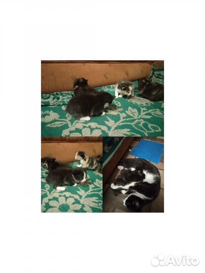 Котята в добрые руки бесплатно