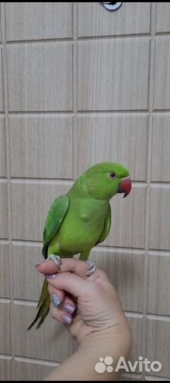 Ожереловый попугай Крамера птенцы