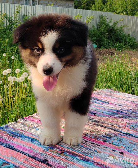 Щенки австралийской овчарки