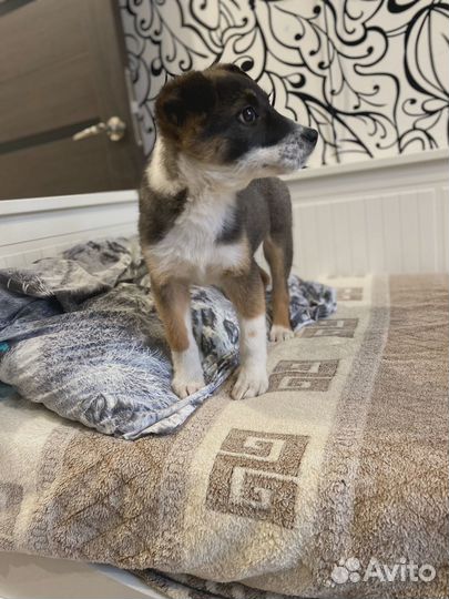 Щенок в добрые руки