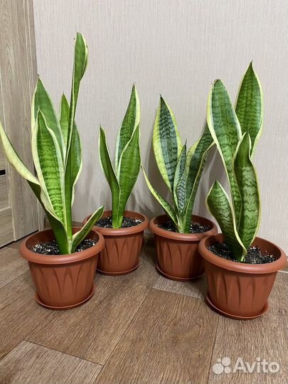 Комнатное растение Сансевиерия