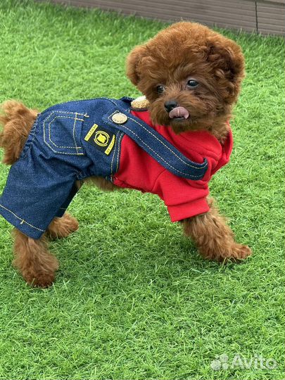 Микро тедди тикап пудель