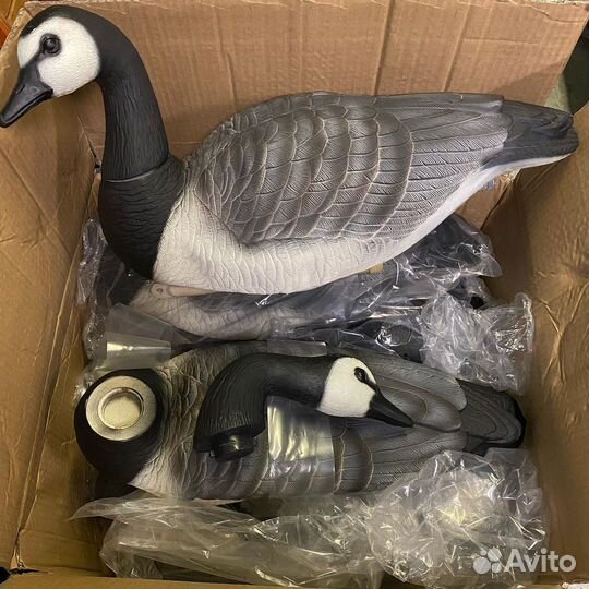 Плавающая белощекая казара 3д