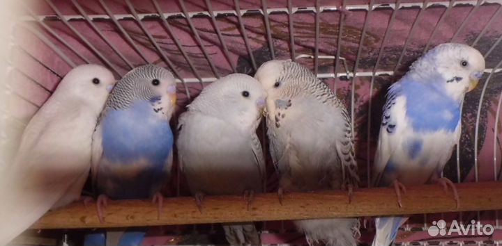 Волнистый попугай голубой самец, можно с клеткой