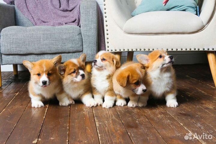 Вельш корги пемброк