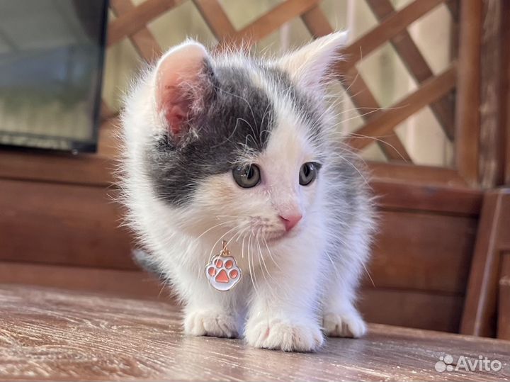 Котенок - девочка