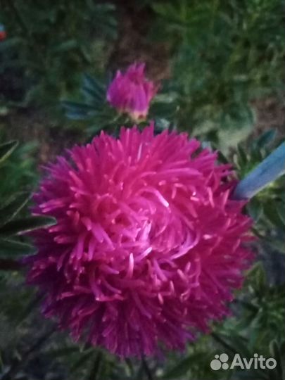 Астра для букета срезка