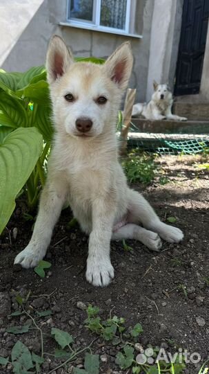 Сибирский хаски