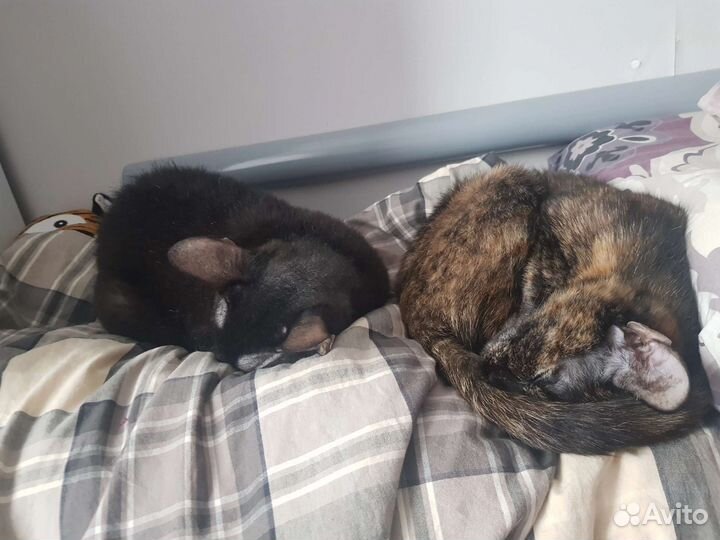 Кошка в добрые руки