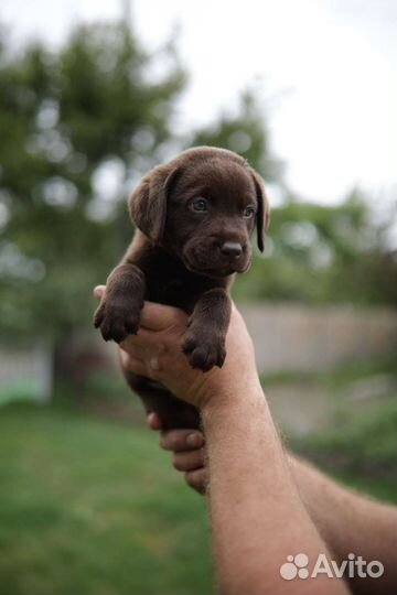 Щенки лабрадора шоколадные