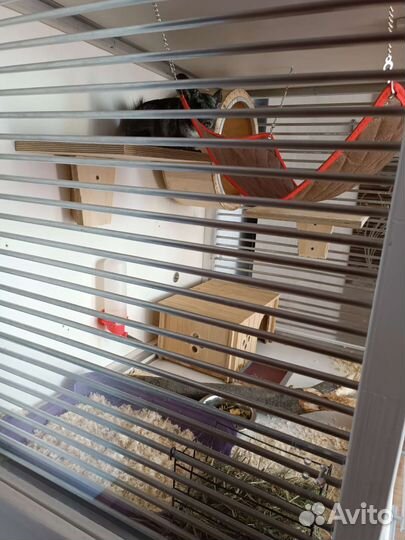 Витринна для шиншилл