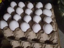 Домашние белые яйца