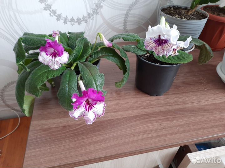 Стрептокарпусы