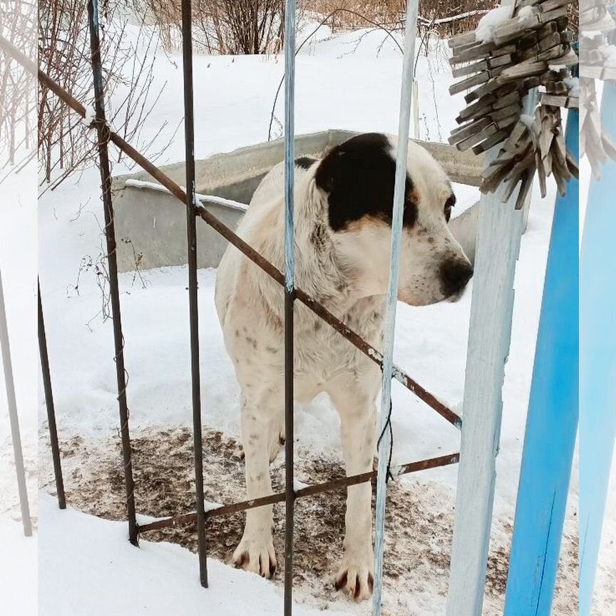 Собака породы Аллабай, кобель, 3года