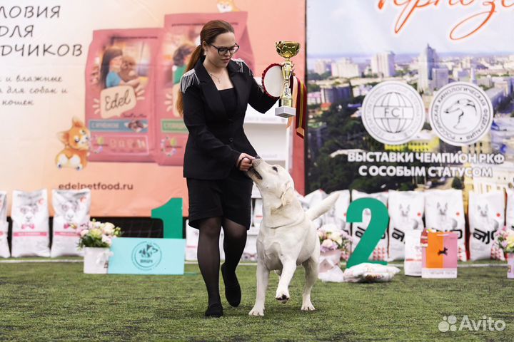 Хендлер Воронеж