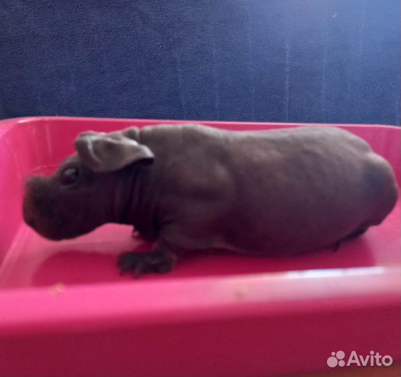 Продаётся морская свинка скинни