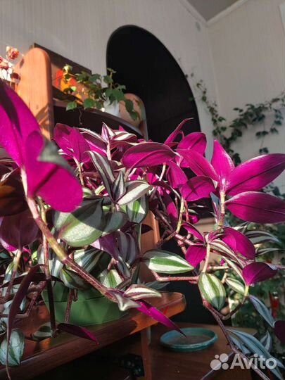 Традесканция