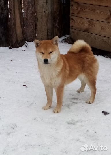 Сиба ину с документами РКФ