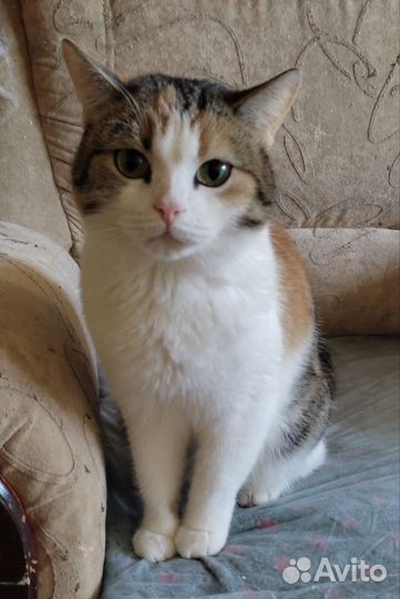 Кошка Стелла