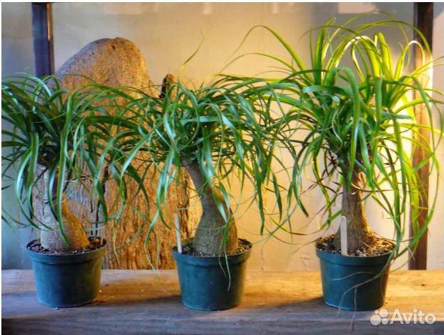 Бокарнея нолина