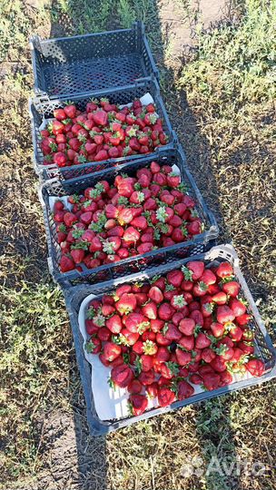 Рассада клубники оптом. (Альба) и другие