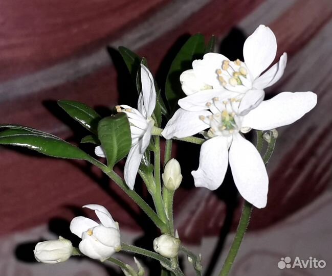 Домашние растения на срез