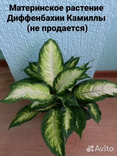 Диффенбахия Камилла